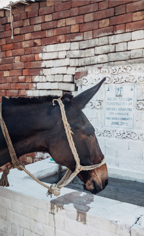 Care for Two Brick Kiln Mules