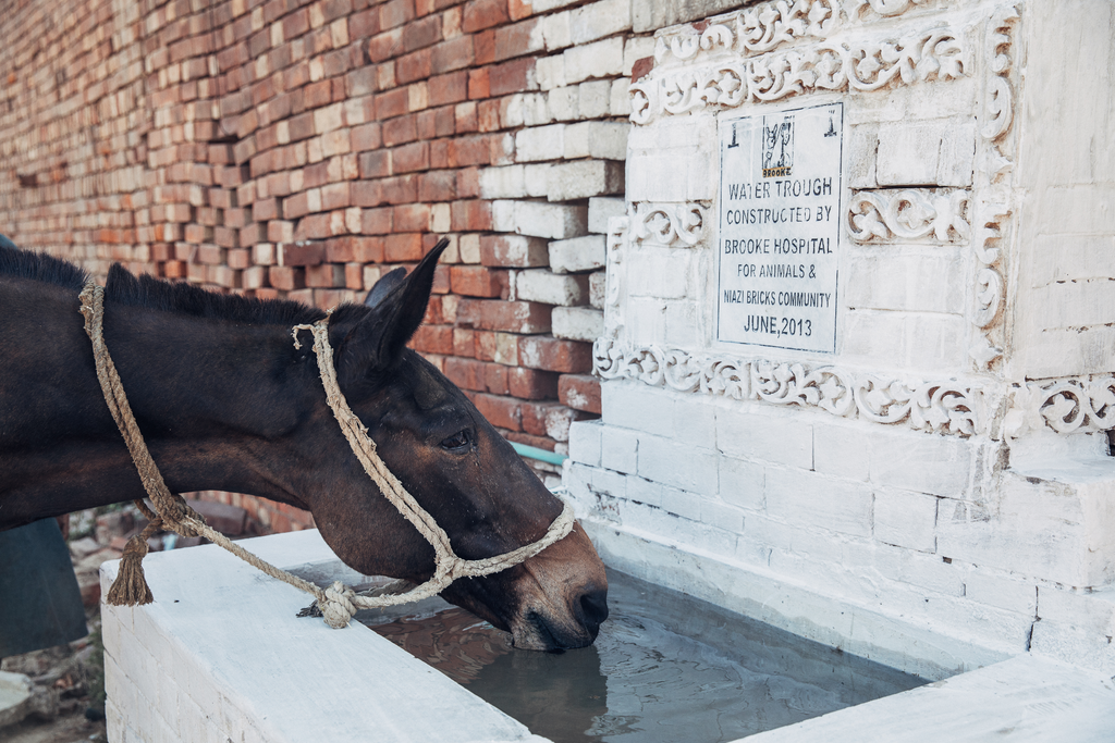 Care for a Brick Kiln Mule
