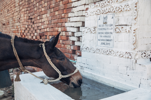Care for a Brick Kiln Mule