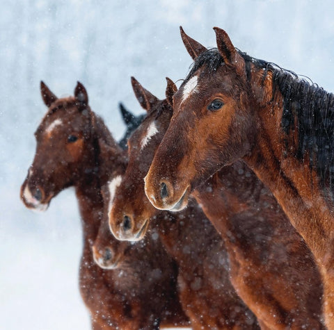 Horses in the Snow (Pack of 10 Cards)