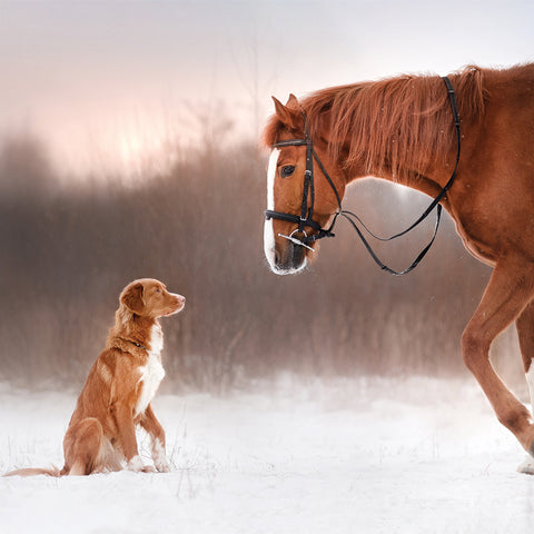 Unlikely Friends (Pack of 10 Cards)