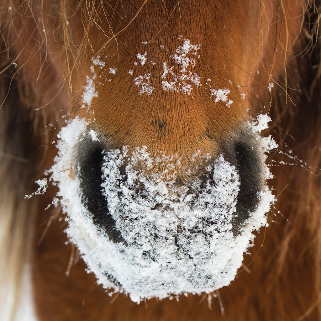 Frosty Nose (Pack of 10 Cards)