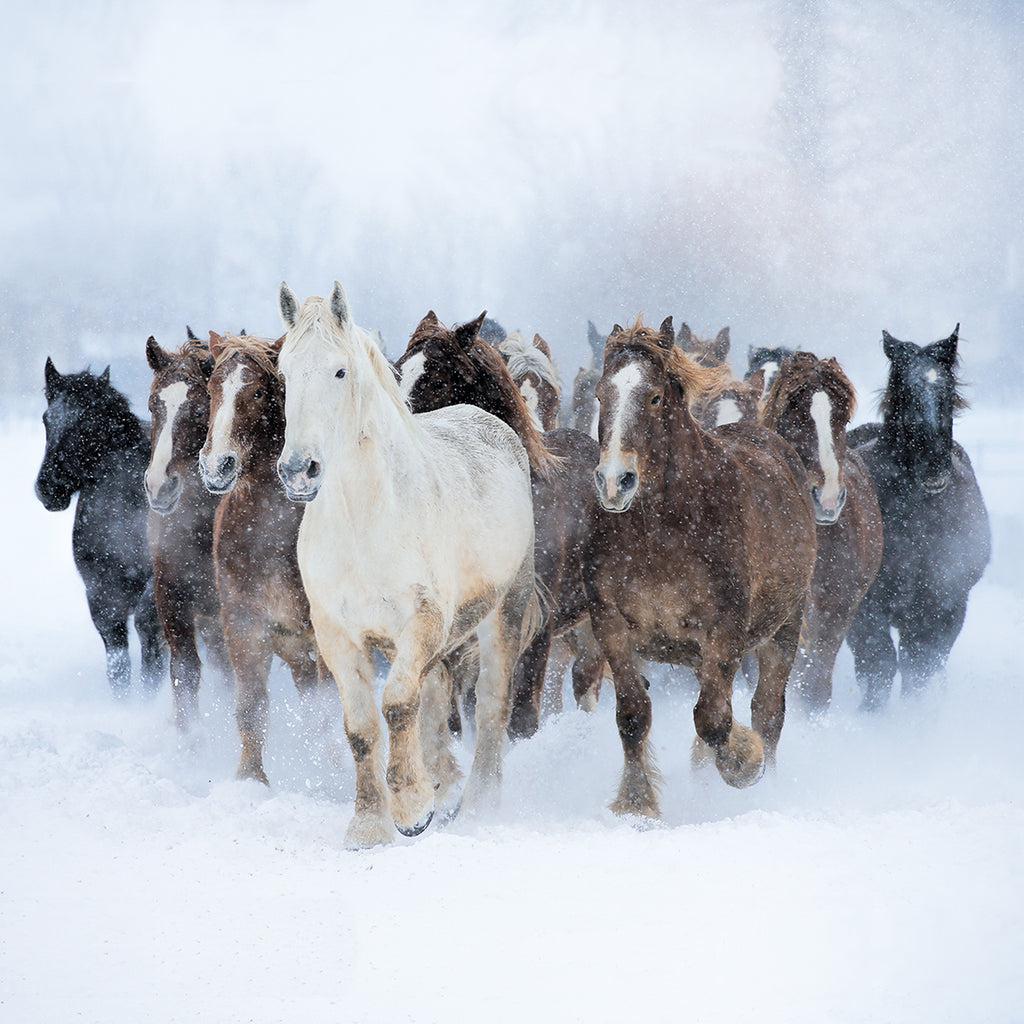 Running with the Herd (Pack of 10 Cards)