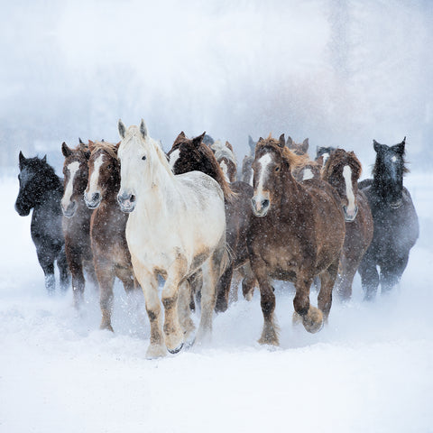 Running with the Herd (Pack of 10 Cards)