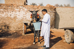 Protect a brick kiln mule (half day of treatment)