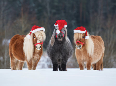Ponies in the snow