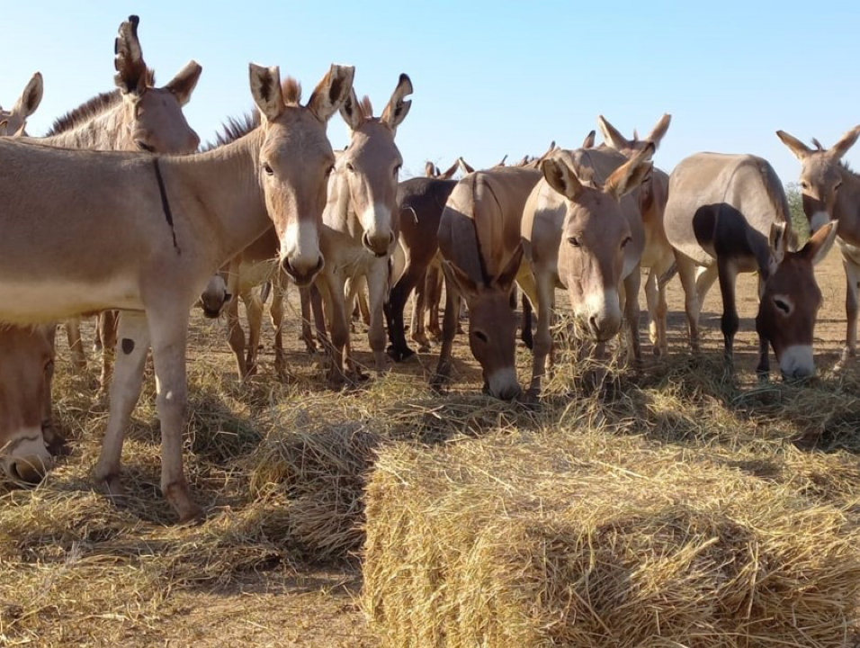 Christmas Lunch for 16 Rescued Donkeys