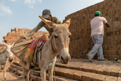 Care for a hard-working donkey
