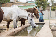 A permanent water point