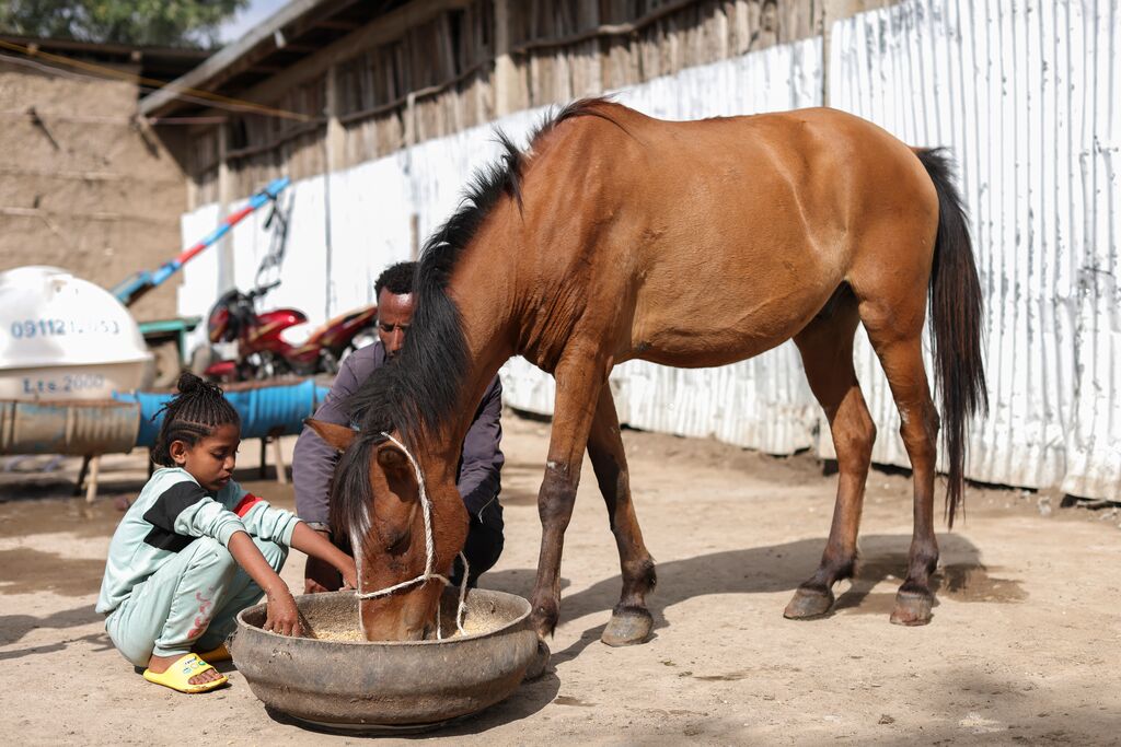 Care for a hard-working horse