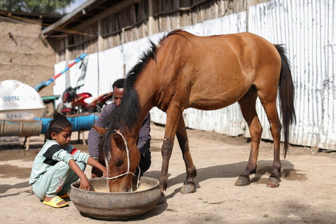Care for a hard-working horse