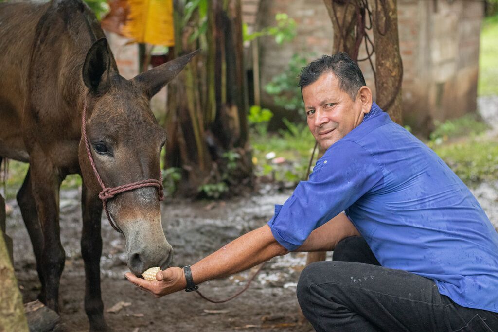 Care for a hard-working mule
