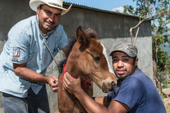 Online vet training
