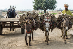 Protection for a brick kiln mule