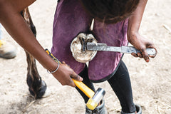 A first-class farrier's qualification