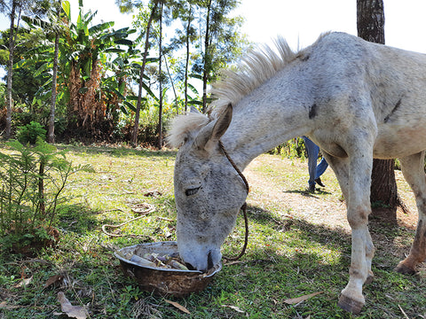 Support Ethiopia's working animals