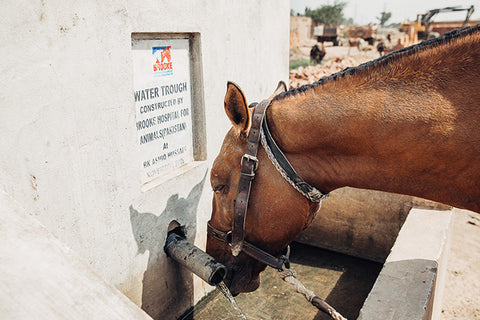 A permanent water point