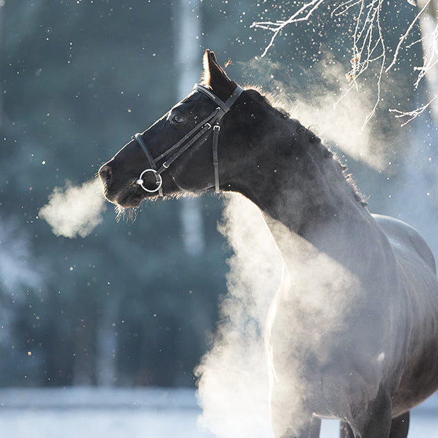 A horse on a cold day