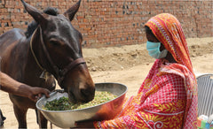 Life-saving food