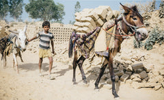 Protect a brick kiln mule