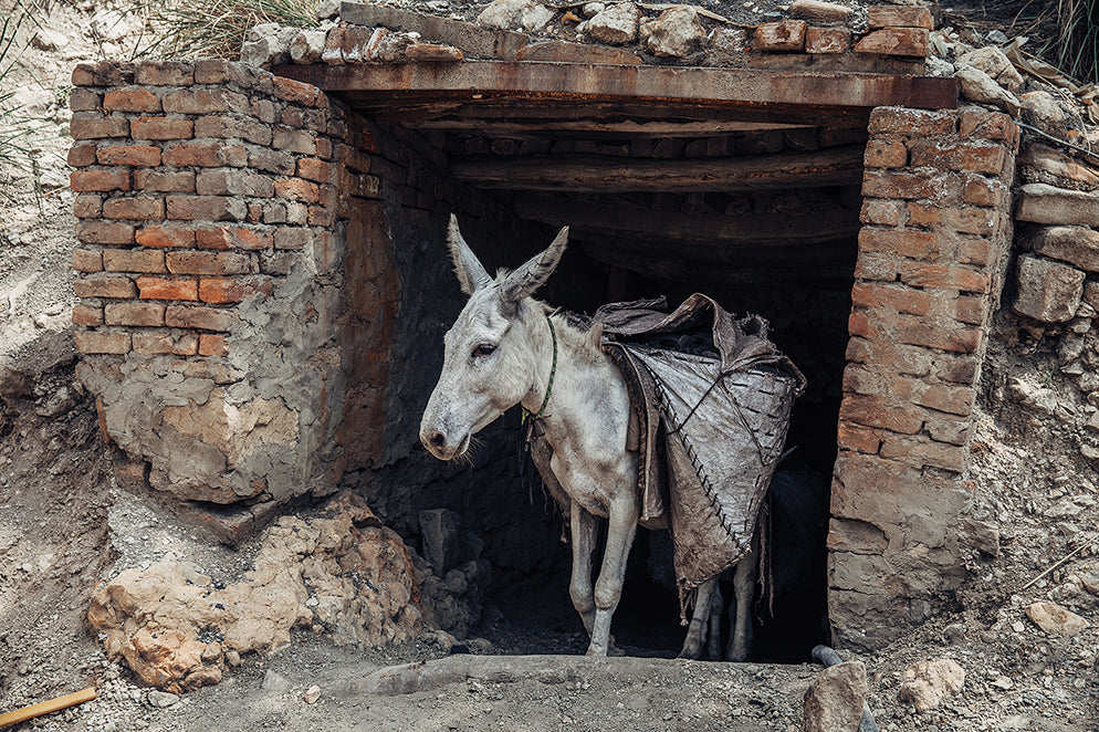 Protect a coal mine donkey