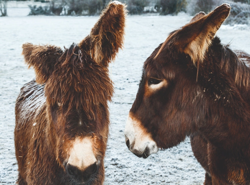 Two donkeys in the snow